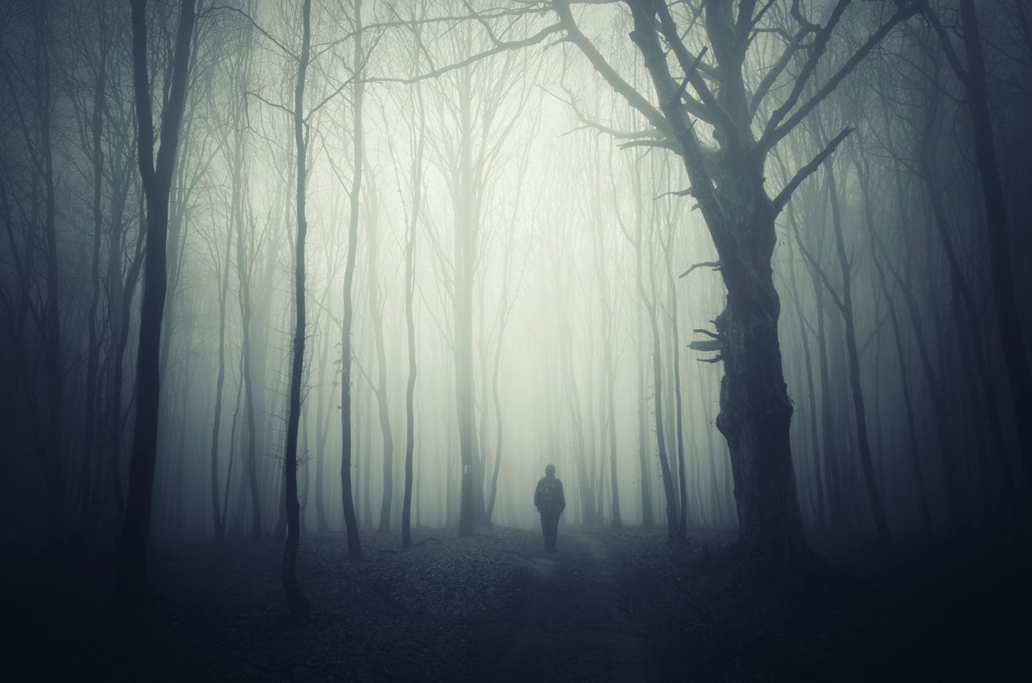 moerk skov Mann går alene i en uhyggelig, tåkete skog